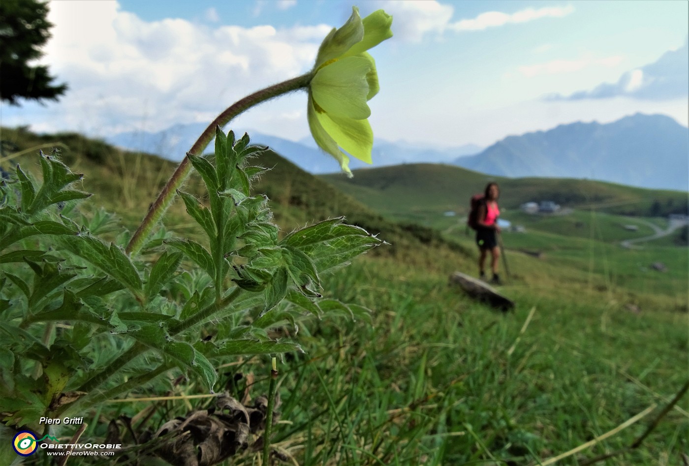 90 Pulsatilla alpina sulfurea fiorita in tarda estate !.JPG